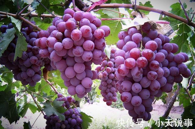 4种“镇宅”树,家里有地方,至少放上一盆,吉祥还旺财!