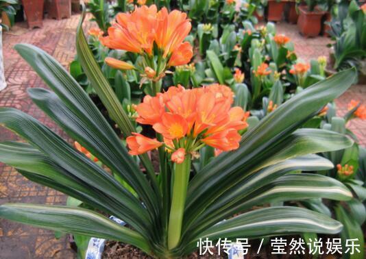 虎皮兰|张先生“别的花”不养，只养此“4种”，难怪他家“越过越好”！