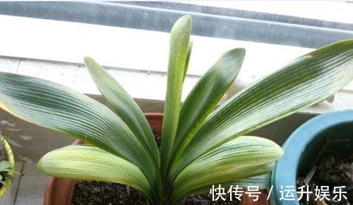 君子兰喜“阴”还是喜“阳”,很多人都搞错了,难怪黄叶不开花