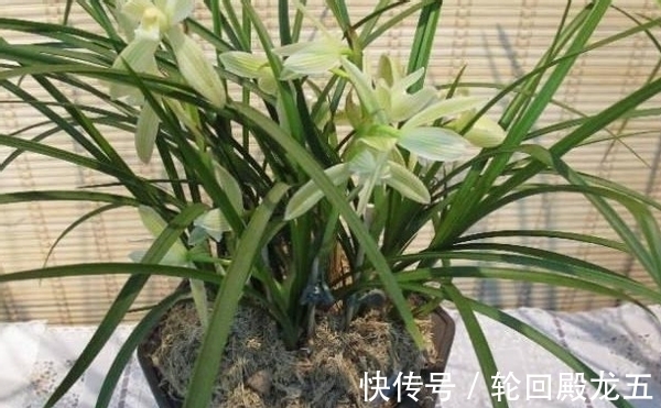 家庭养花,上哪儿给它们找肥料?这4样想弄多少就有多少