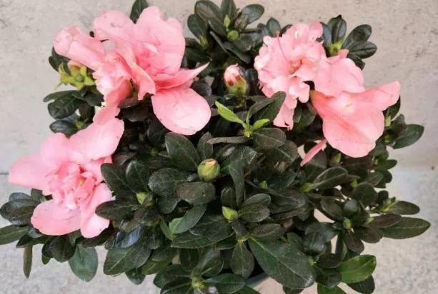 这3款家中常备药，过期了甭扔！简单处理就变成养花材料