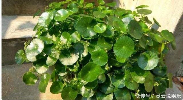 夏天养“3种绿植”，越晒越旺，越浇水越茂盛，叶绿，花多又美