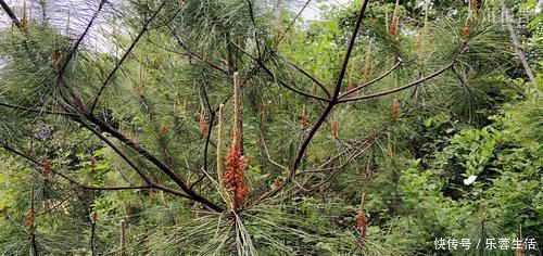 农民朋友|松树身上一种稀罕物,老农常用它泡酒,晒干60元一斤,见到别错过