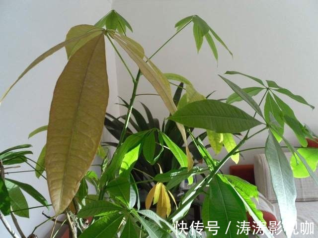 发财树|发财树黄叶萎蔫,做好这两步,不用一月就能缓过来!
