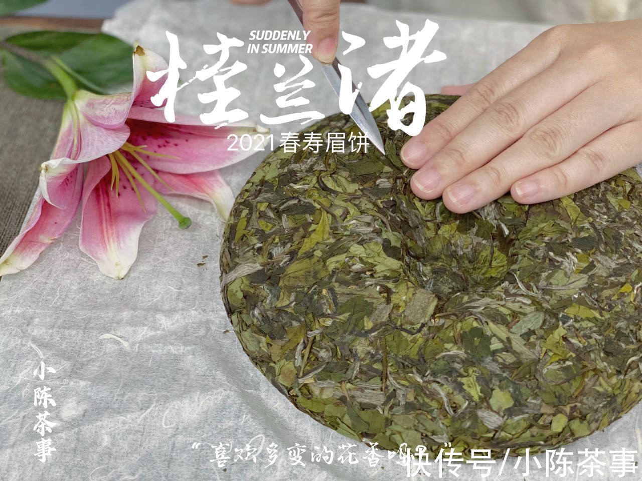 寿眉散茶#购买白茶选散茶，还是饼茶？从3个角度出发，看完再做决定也不迟