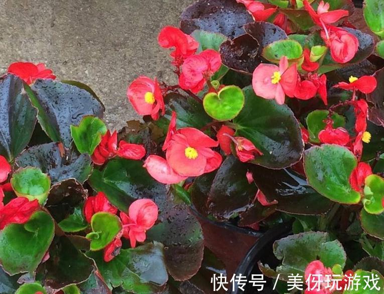 11月逛花市,遇到3种花随便买,再冷都能开爆盆,你养了吗