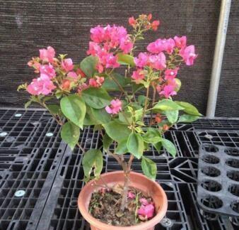 养三角梅就用“它”,砸一砸,盆里扔“2块”,枝繁叶茂,花爆盆