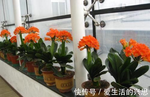 昼夜温差|盆栽君子兰该如何催花?掌控4方面因素,开花早、状态理想