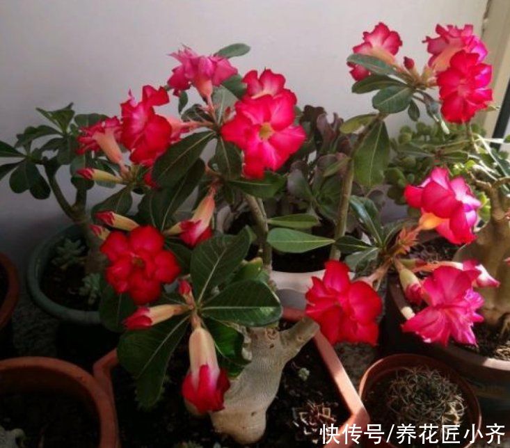 沙漠玫瑰养不好？养它不能做“四件事”，否则烂根、烂叶、不开花