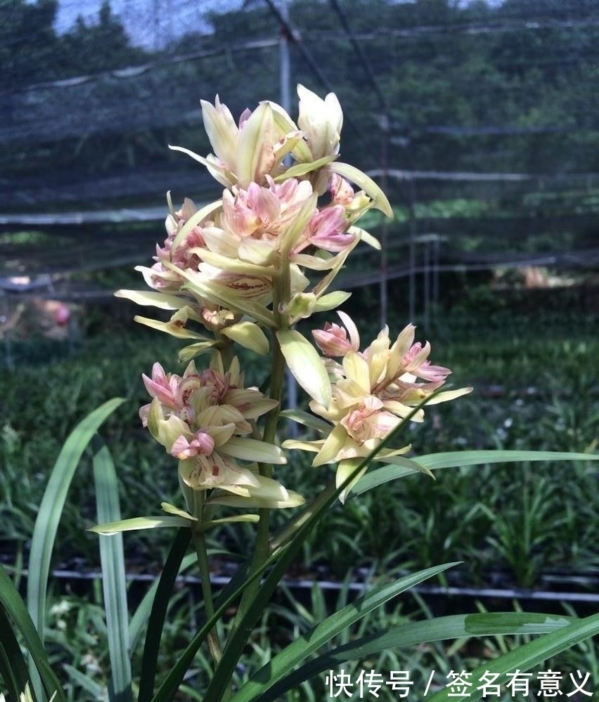 全日性|栽种兰花要知道,四季变化大,灵活的更换方法