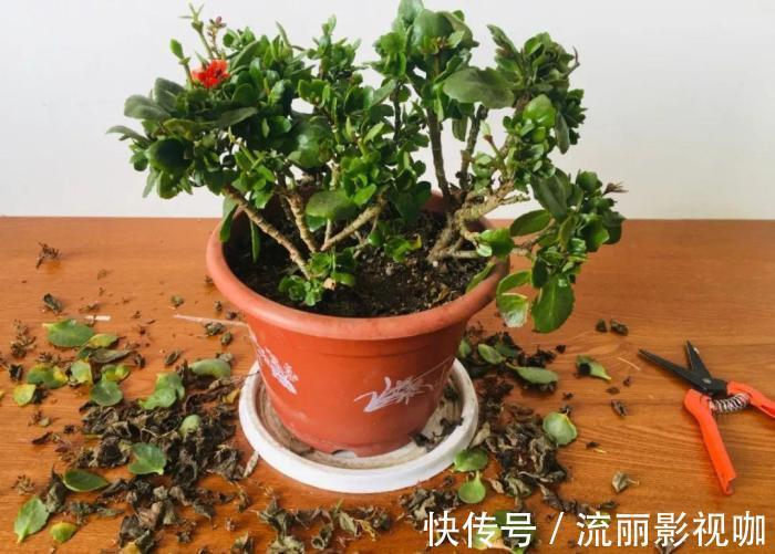 君子兰花|家里有此7种花,少浇水不能晒,天热要休眠早看早知道