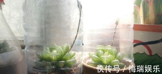 叶片|“塑料瓶”竟是养花神器,学会“4种”用法,一生受用、养花旺