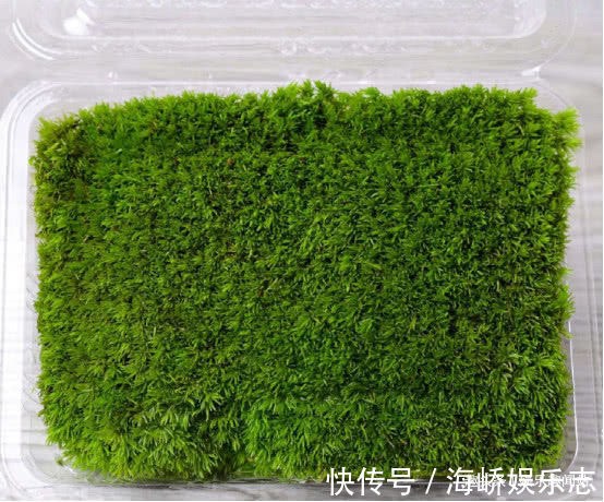 青苔|到墙脚挖点青苔做盆栽,没想到养出了微景观,太漂亮了