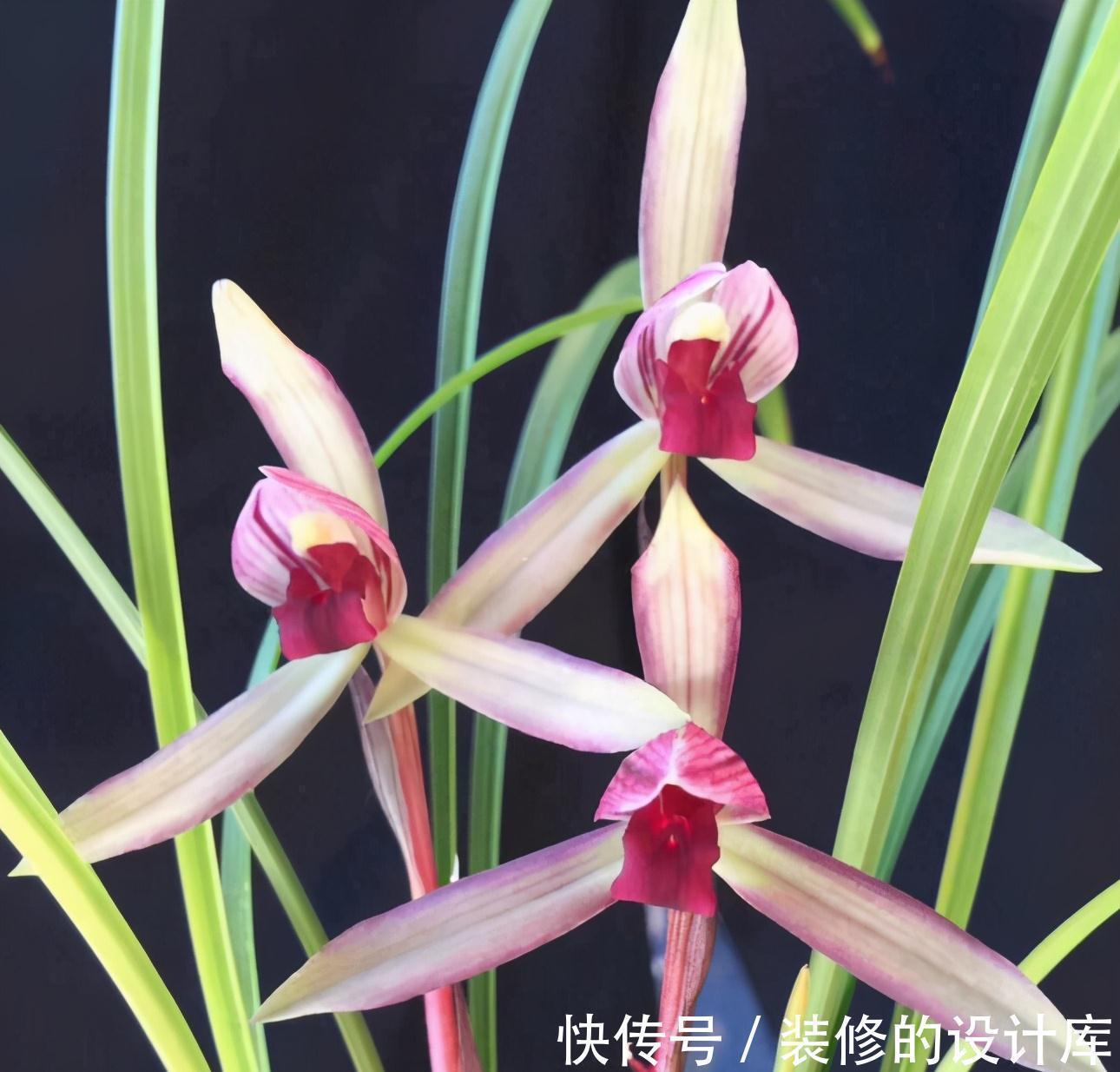 国色天香滇红素，从乡村野草到如今备受瞩目，无需春化还好养