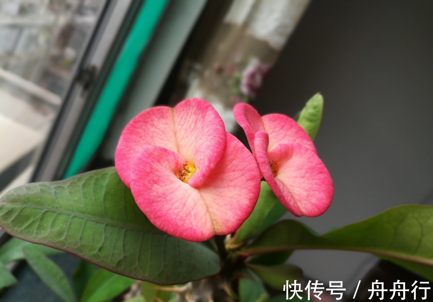 此花造型奇特惹人注意,凛然不可侵犯的样子,显示出麒麟的威严