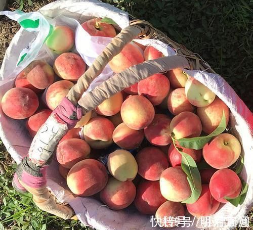 碳水化合物|怀孕时吃桃子会失去宝宝?是民间谣言还是事实?不放心都来看看