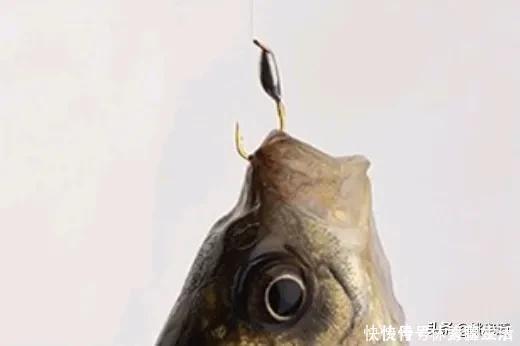 钓鱼|禁钓范围逐步扩大已是大势所趋，或将对钓鱼人、渔具业影响深远