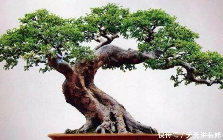 常见的几种树木，成活率高，树姿苍劲优美，适合做成盆景