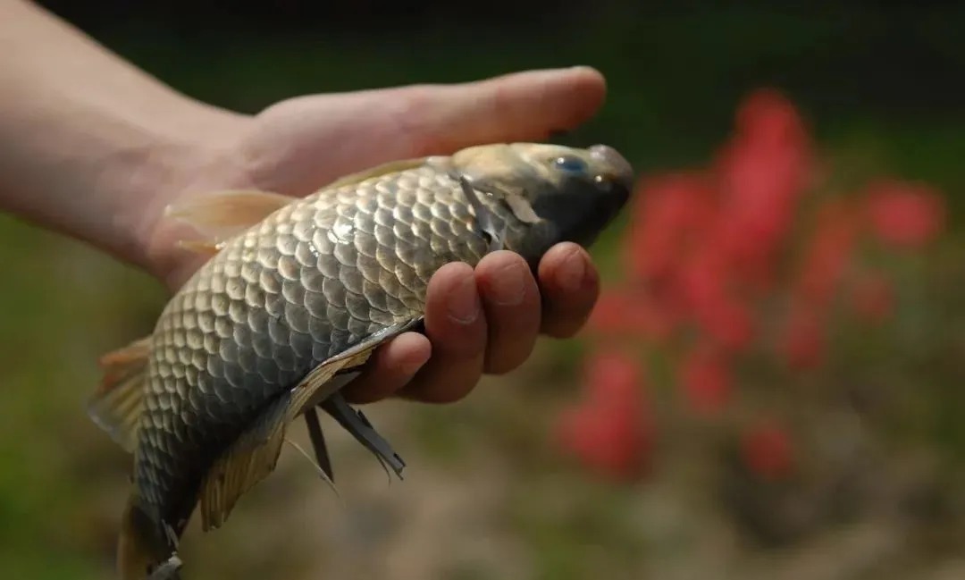 冬季人舒服鱼却难钓，用红虫都没口？不是饵的事，是你钓法有问题