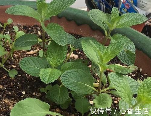 芦荟|卧室长期放盆栽,失眠的人就选2种,好看又好养,净化效果好