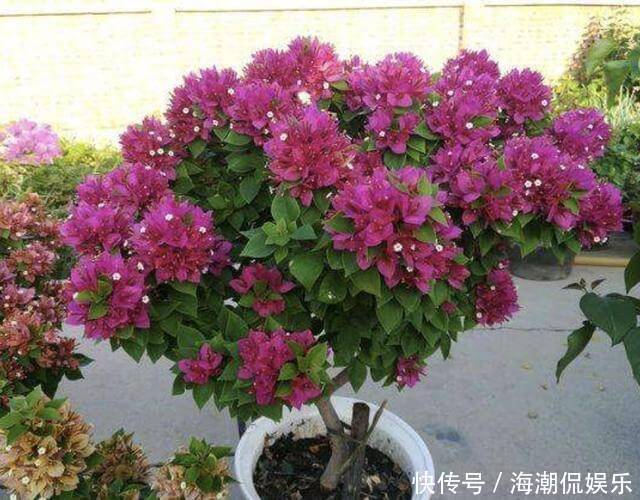 阳台上|三角梅在花期“开花少”,将“4点”把握好,开花99朵,变花树!