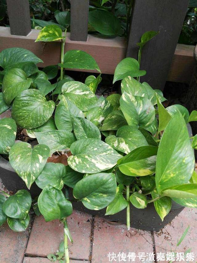 养护|4种花现在要搬进屋,要是再晒下去,就要晒成“枯草”