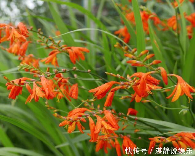 繁殖|夏季喜欢养菊花,不如顺带养盆“火星花”,繁殖能力强,花期6月
