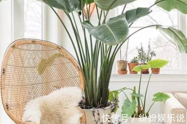 提琴形|家里种上三种花,名字吉利寓意吉祥,想不到比发财树强十倍