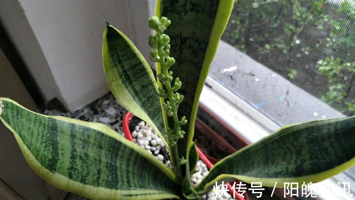 虎皮兰也开花注意这件小事，开到停不下来！