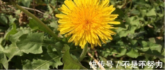 泡水|蒲公英根的功效有哪些经常泡水喝对肝脏是真的好!