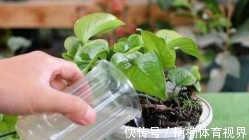 夏天养花，4种水别乱浇，不然花盆里滋生小虫子，很烦人