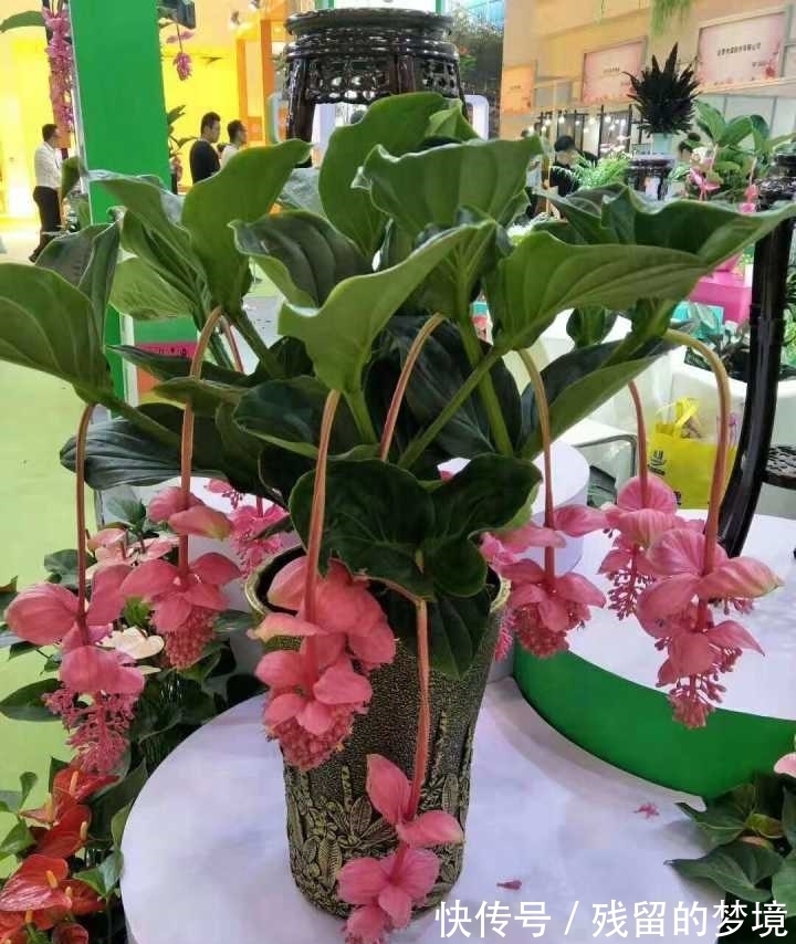 5种“富贵花”,谨记“穷养它”,大盆换小盆,才能开满富贵花