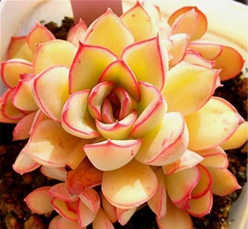 牡丹花|5种花,夏天千万别换盆,难服盆容易挂掉,别大意