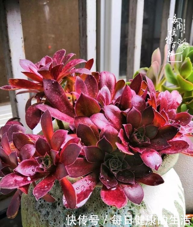 如何让多肉变美看看我是如何宠它们的!如何让多肉变美看看我是如何宠它们的!