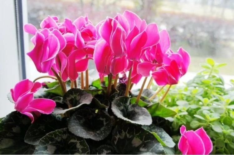 夏天已到,这几款花卉养在家里,花色多彩绚丽,敢和牡丹比美