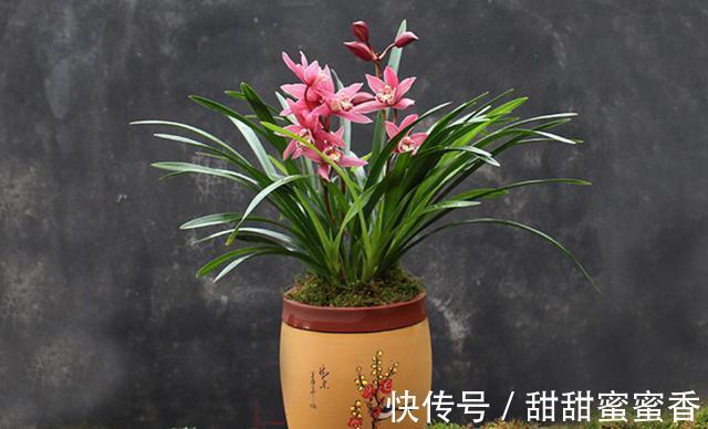 贵妃兰应该怎么养