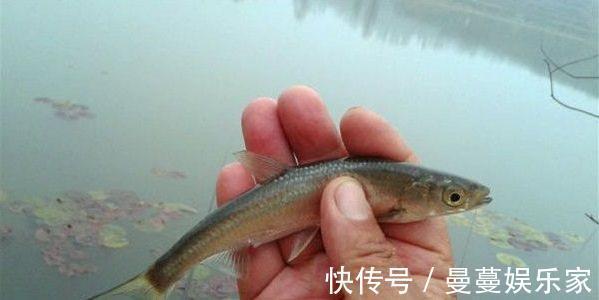 野钓遇白条你就偷着乐吧，白条背后的秘密不是每个钓鱼人都懂！