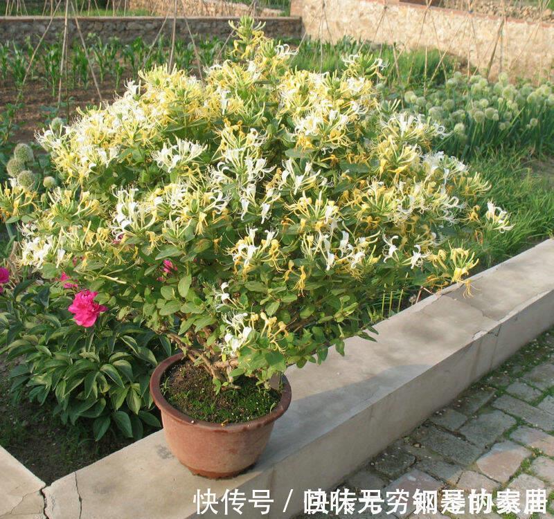 盆栽|“漂亮花”,养人又养心,好看又好吃,是老中医的最爱