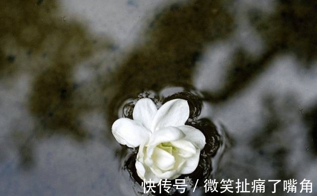 茉莉|阳台就养这些花,花香味浓,久聚不散,香味飘满屋!