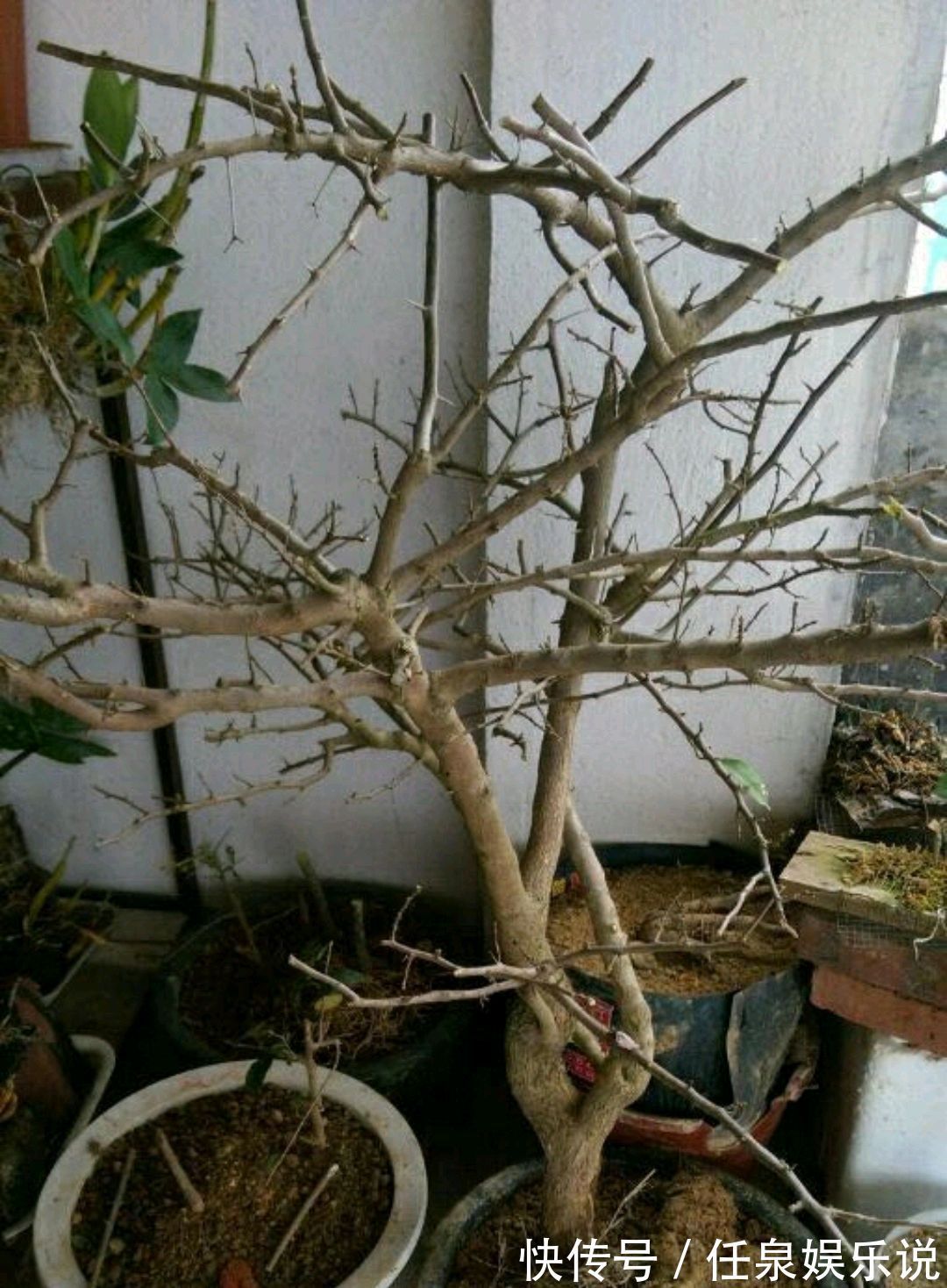 改造|只要狠心,没有改造不了的三角梅盆景,看到效果图后太喜欢