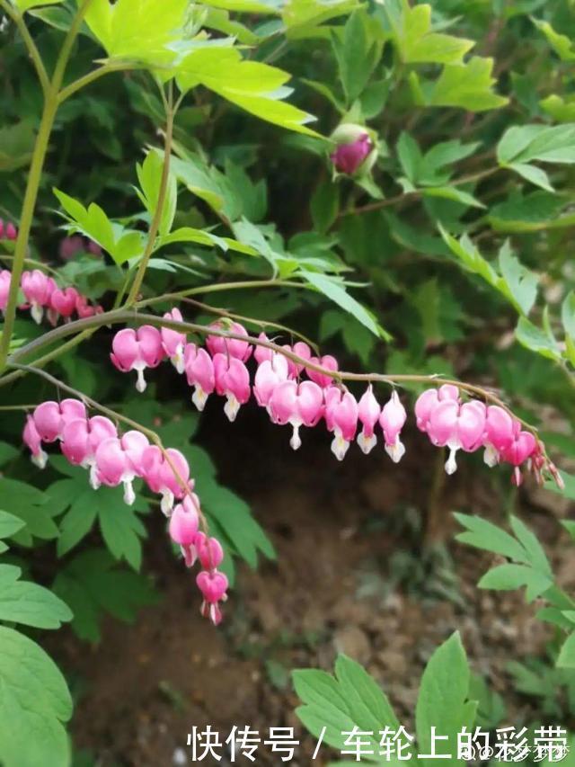 吊兰长满小金鱼,养上5年,越养越上瘾!