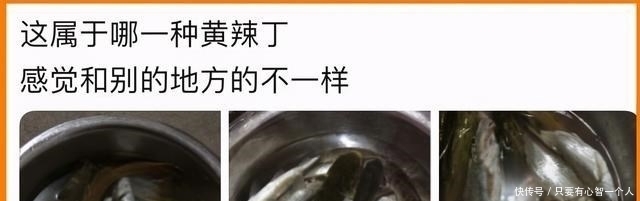 牛尾巴|广西钓友地下河出口钓起许多“奇怪黄辣丁”，最大的四十多公分长