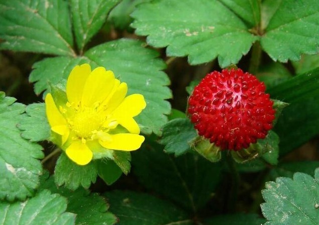 功效|农村常见的蛇莓能吃吗它有哪些功效和作用