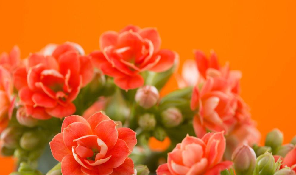 长寿花好看却养不好,对照这“7点”,来看看问题出在哪