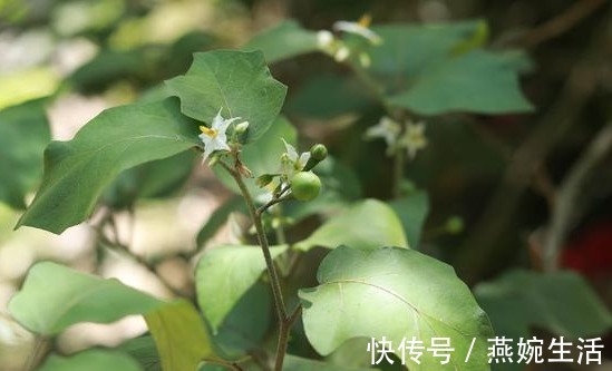 止咳|身边的外伤“特效药”，入秋要常吃，止咳还能治牙痛