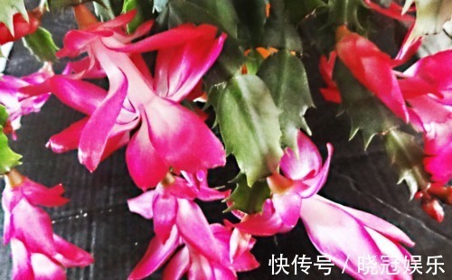 想让蟹爪兰夏季也开花,做好这两点,让花爆盆不是多大的事