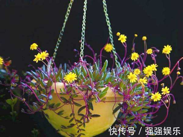 吊兰|3种多肉能养成“吊兰”,随便扔盆里“生根、发芽”,轻松爆盆