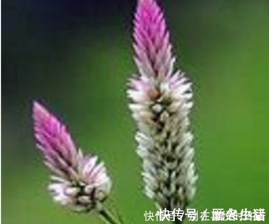 农村|农村经常见到的这种野草,却有大功效,遇见了一定要手下留情