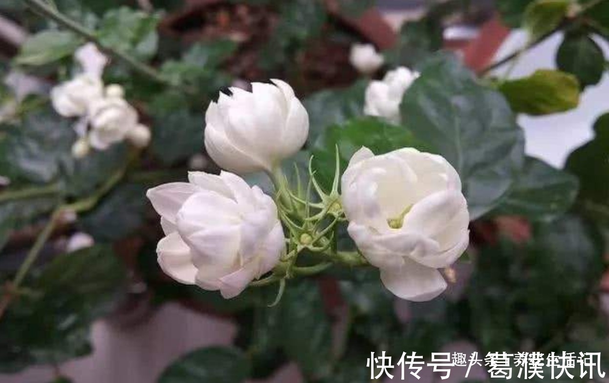 茉莉花怎么养学会“3个”方法,枝条健壮叶子绿,花朵洁白繁多