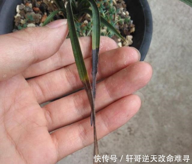 兰花叶片焦尖,剪了还往下焦,5个方面下手来解决!